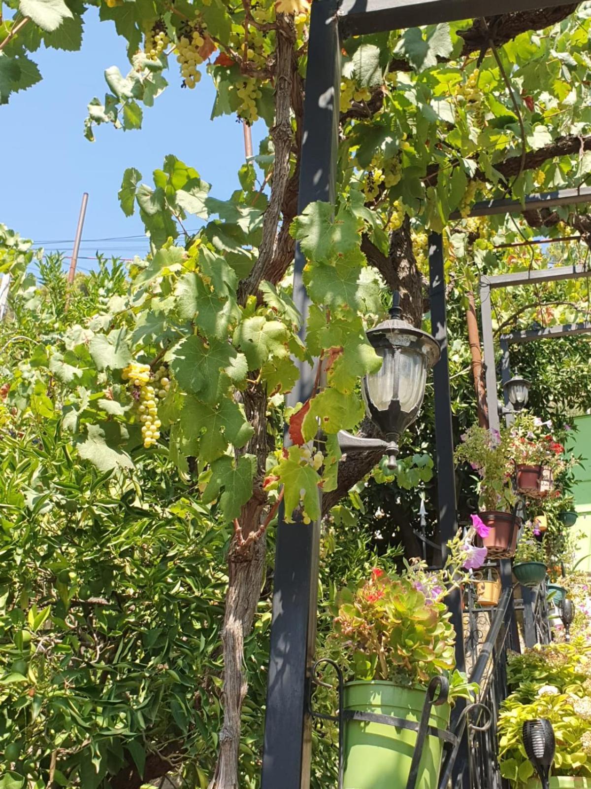 Sara Guesthouse Berat Buitenkant foto