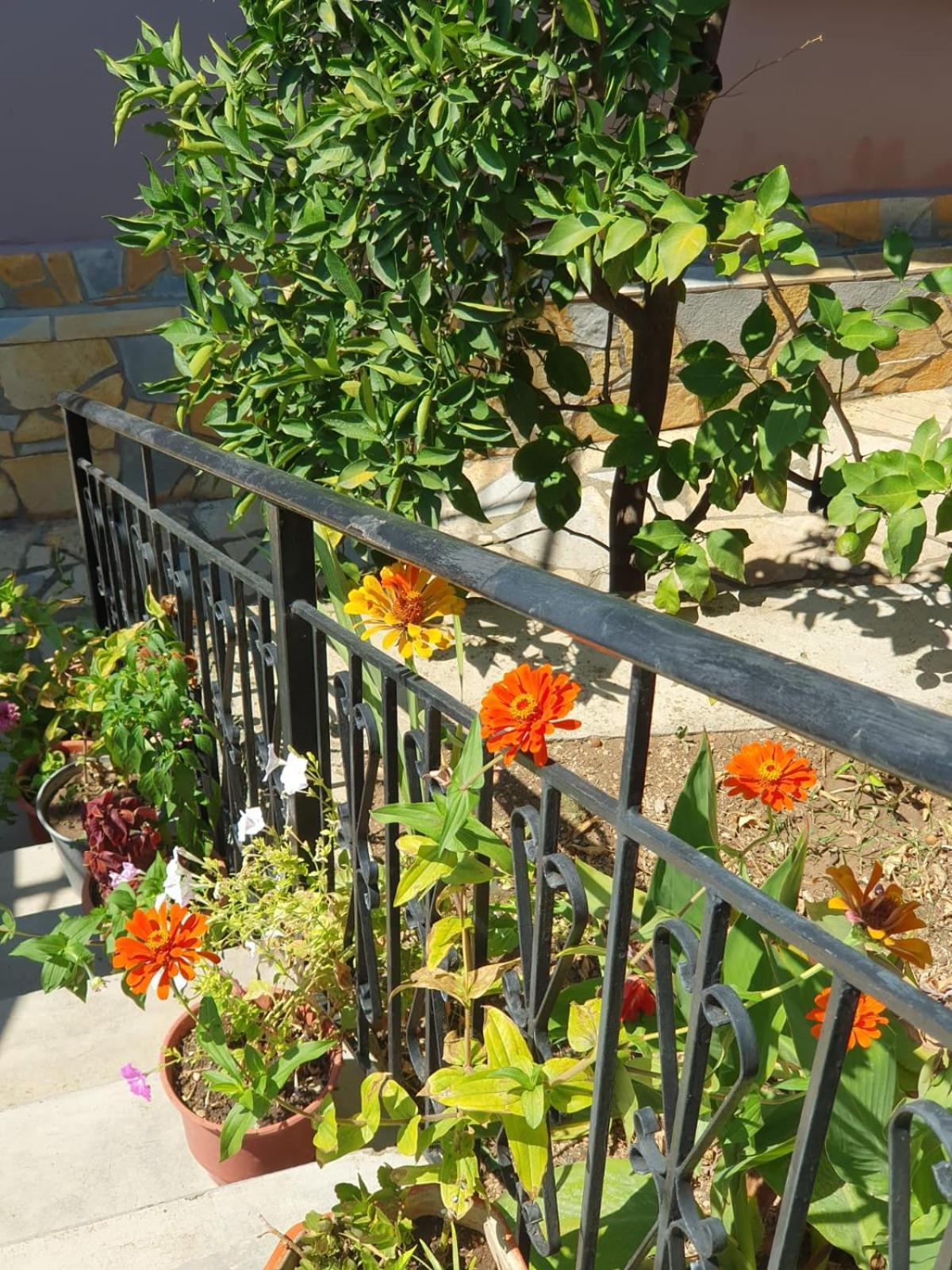 Sara Guesthouse Berat Buitenkant foto